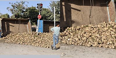 Muş’ta Şeker Pancarı Yüklü Traktör Devrildi