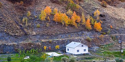 Muş’ta Sonbahar Büyüsü: Ağaçlar Renk Cümbüşüne Büründü