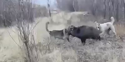 Muş’ta Tarlaya İnen Yaban Domuzuna Çoban Köpekleri Saldırdı