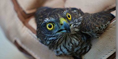 Muş’ta Yaralı Atmaca Tedavi Altına Alındı