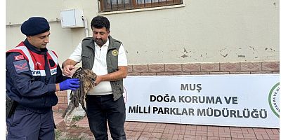Muş’ta Yaralı Kızıl Şahin Jandarma Ekiplerince Kurtarıldı