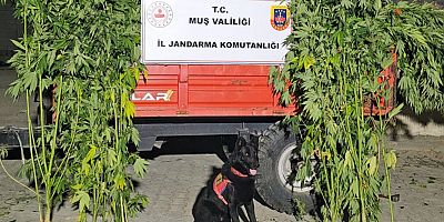 Muş’ta Yasadışı Kenevir Operasyonu