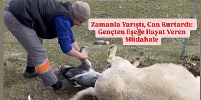 Muş’ta Zor Doğum Yapan Eşeğe Gençten Yardım