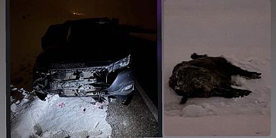 Muş–Varto Karayolunda Yola Fırlayan Yaban Domuzu Kazaya Neden Oldu