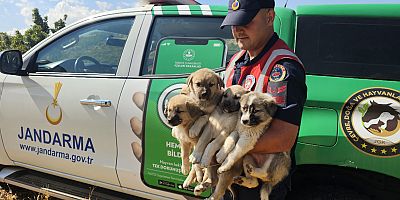 Ormanlık Alana Terk Edilen Köpek Yavruları Kurtarıldı