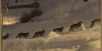 Soğuklar Bastırdı, Kurt Sürüsü Köye İndi