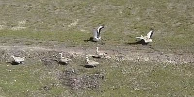 Toy Kuşu Muş Ovası’nda Görüntülendi, Baharın Habercisi Oldu