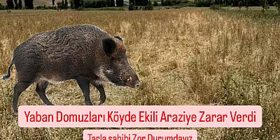 Yaban Domuzları Köyde Ekili Araziye Zarar Verdi