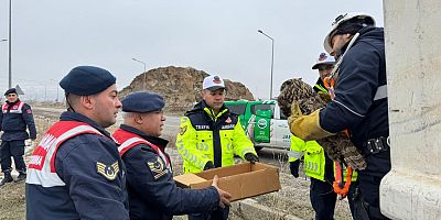 Yaralı Puhu Kuşu Kurtarıldı ve Tedavi Altına Alındı